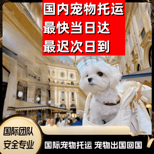 南汇区到澳大利亚（澳洲）宠物入境规定和要求